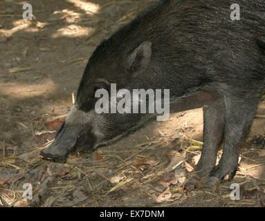 Warty Visayan, de l'Asie du Sud-Est (Sus cebifrons cochon), gros plan de la tête Banque D'Images