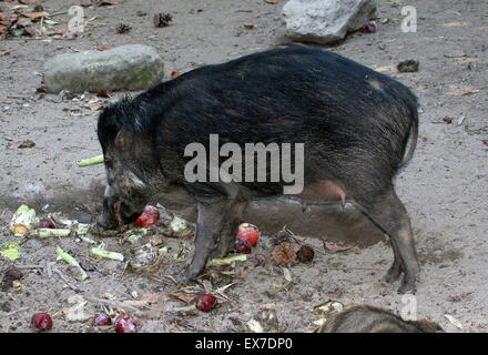L'Asie du Sud-Est femelle cochon verruqueuse Visayan (Sus cebifrons) se nourrissant de fruits et légumes Banque D'Images