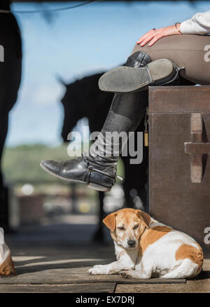 Le chien et l'activité de grange Banque D'Images