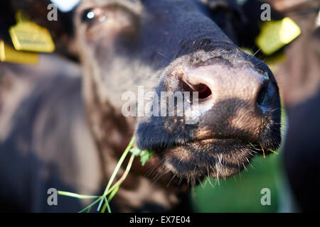 Un gros plan d'une vache noir et blanc dans un champ Banque D'Images