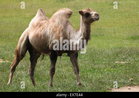 Chameau de Bactriane (Camelus bactrianus) au Zoo d'Usti nad Labem en Bohême du Nord, en République tchèque. Banque D'Images