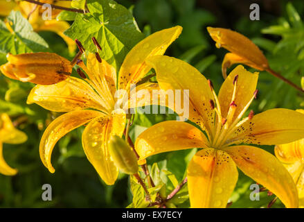 Jaune dans le jardin après la pluie en plein soleil Banque D'Images