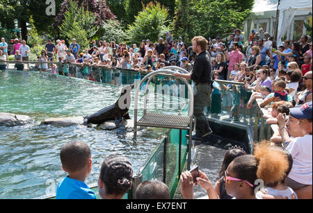 Les Lions de mer divertir les visiteurs au zoo de Central Park, New York USA Banque D'Images