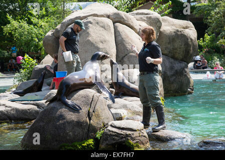 Les Lions de mer divertir les visiteurs au zoo de Central Park, New York USA Banque D'Images