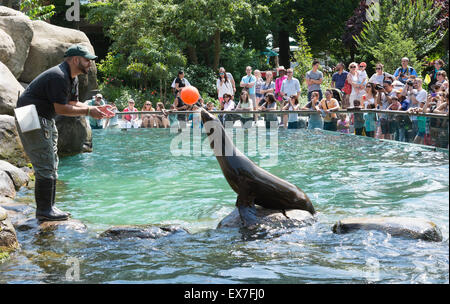 Les Lions de mer divertir les visiteurs au zoo de Central Park, New York USA Banque D'Images