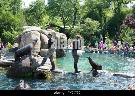 Les Lions de mer divertir les visiteurs au zoo de Central Park, New York USA Banque D'Images