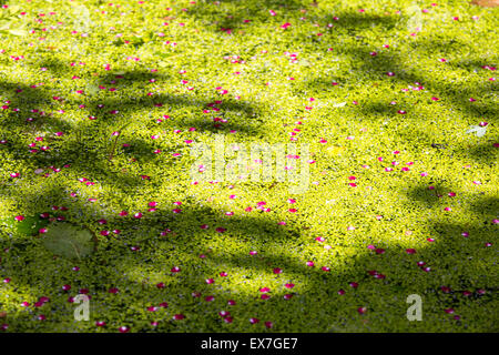 Pétales d'une aubépine lisse arbre, Crataegus laevigata sur un étang de jardin couvert de mauvaises herbes canard à Ambleside, Royaume-Uni. Banque D'Images