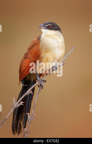 Un coucal de burchell (Centropus burchellii) perchés sur de petites branches - Kruger National Park (Afrique du Sud) Banque D'Images