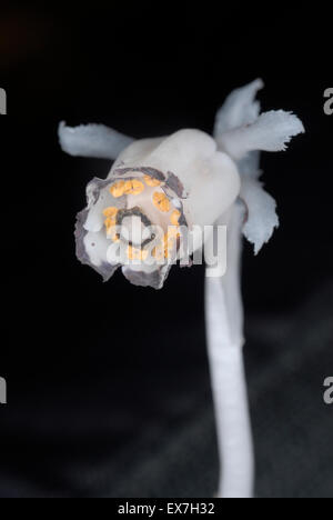 Monotropa uniflora, également connu sous le nom de la plante ou Indian pipe fantôme Banque D'Images