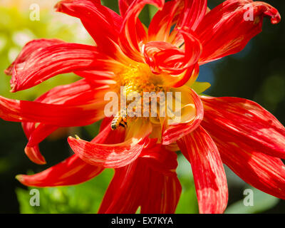 Abeille pollinisant un superbe dahlia rouge et jaune avec des pétales tourbillonnants Banque D'Images