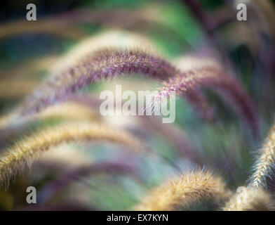 Soft des vrilles de Purple Fountain grass Banque D'Images