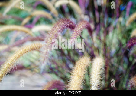 Purple Fountain grass bush en pleine floraison Banque D'Images