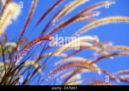 Purple Fountain grass agitant doucement dans la brise Banque D'Images