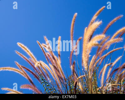 Purple Fountain grass forme dans la brise contre ciel bleu clair Banque D'Images