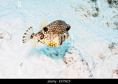 Smooth Trunkfish nager sur une plage de sable au lac Patch site dans Bonaire Banque D'Images