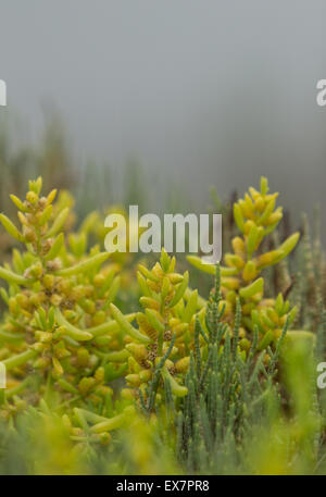 Plantes succulentes glaces, Carpobrotus edulis rampante, la couverture du sol sur le sable de la plage au printemps dans le sud de la Californie Banque D'Images