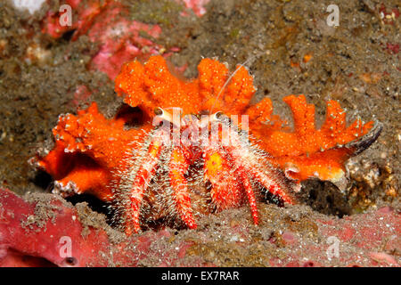 Un ermite rouge hairy marine, Dardanus lagopdes. Tulamben, Bali, Indonésie. La mer de Bali, de l'Océan Indien Banque D'Images