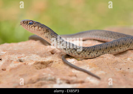 Semiadult grand serpent fouet Dolichophis (jugularis), côte lycienne, Lycie, au sud-ouest de la Turquie Banque D'Images