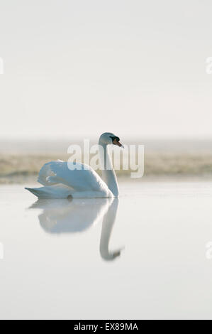 Mute swan (Cygnus olor), natation adultes, piscine sur les marais nord du Kent, à l'île de Sheppey, Kent Banque D'Images