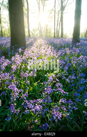 (Bluebell Endymion non-scriptus) beechwood au lever du soleil, Kent, Angleterre Banque D'Images