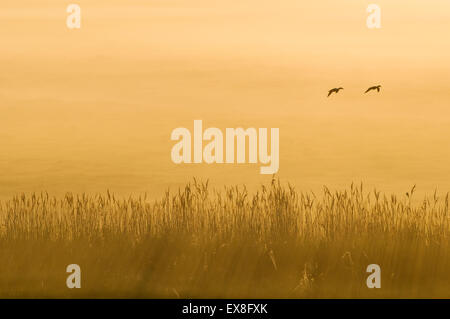 Roseau commun (Phragmites australis), de l'habitat roselière avec le canard en vol, le lever du soleil, la Réserve Naturelle Elmley, Kent, Angleterre Banque D'Images