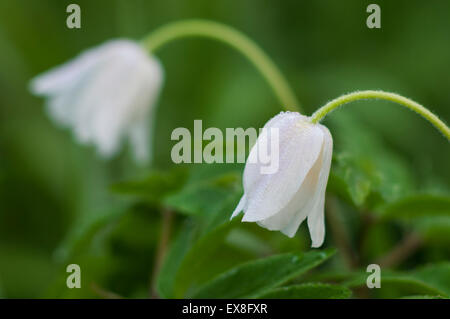 Anémone des bois (Anemone nemorosa) floraison, Tête fermée, au lever du soleil, Kent, Angleterre, printemps Banque D'Images