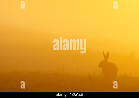 Lièvre d'Europe (Lepus europaeus) adulte, nourri, au lever du soleil, réserve naturelle d'Elmley, Kent, Angleterre, printemps Banque D'Images