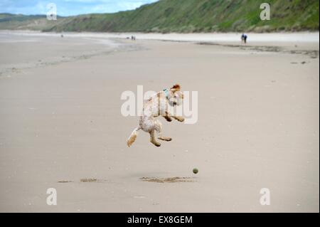 Labradoodle puppy sauter de balle sur la plage de Rhossili Gower Banque D'Images