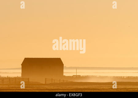 Grange sur le marais de pâturage au lever du soleil, Elmley Réserve Naturelle, Isle of Sheppey, Kent, Angleterre, hiver Banque D'Images