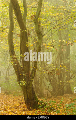 European charme (Carpinus betulus) bois de taillis à l'automne, Kent, Angleterre Banque D'Images