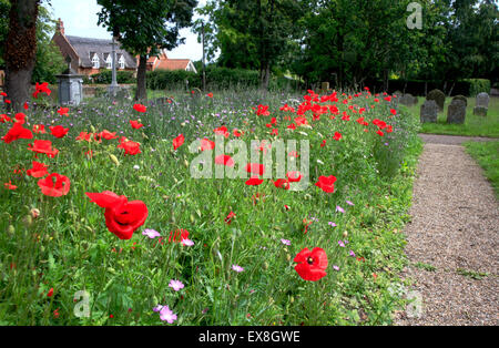 Une zone de conservation de la faune dans le cimetière à Rollesby, Norfolk, Angleterre, Royaume-Uni. Banque D'Images