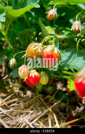 Close Up de mûres et fraises pas mûres Banque D'Images