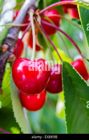 Les cerises mûres accroché sur les branches prête à être récolter Banque D'Images