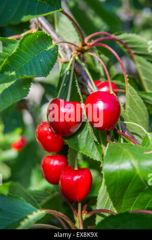 Les cerises mûres accroché sur les branches prête à être récolter Banque D'Images