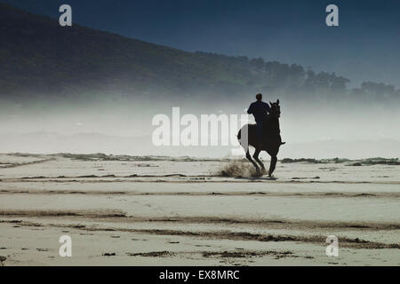 L'exercice d'un cheval à Noordhoek Beach Cape Town Afrique du Sud Banque D'Images