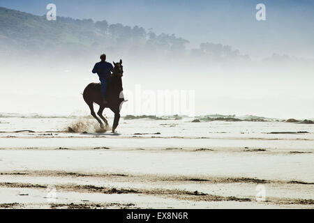 L'exercice d'un cheval à Noordhoek Beach Cape Town Afrique du Sud Banque D'Images