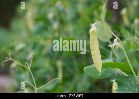 Pisum sativum . 'Golden mange-Sweet' dans un jardin potager Banque D'Images