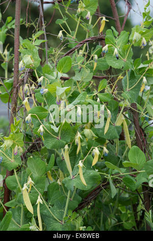 Pisum sativum . 'Golden mange-Sweet' dans un jardin potager Banque D'Images