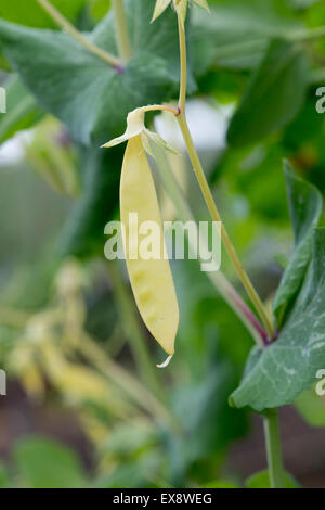 Pisum sativum . 'Golden mange-Sweet' dans un jardin potager Banque D'Images