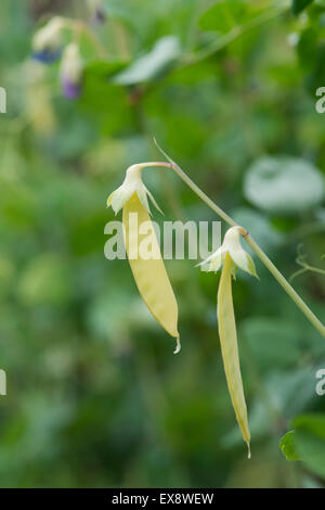 Pisum sativum . 'Golden mange-Sweet' dans un jardin potager Banque D'Images