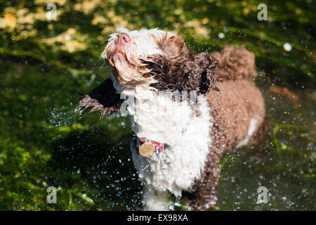 Chien d'eau espagnol secouer l'eau de rivière Banque D'Images