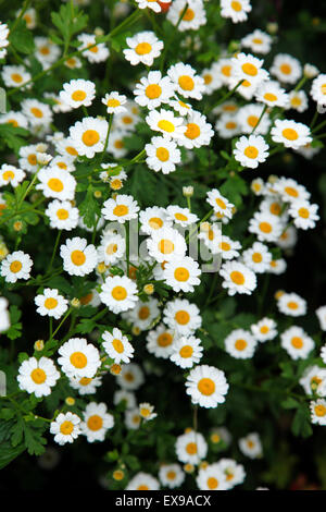 La grande camomille, Tanacetum parthenium Banque D'Images