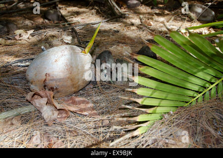 La germination, la noix de coco Petit cocotier (Cocos nucifera), Denis Island, Seychelles Banque D'Images