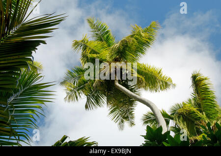 La cime des palmiers dans la jungle, Denis Island, Seychelles Banque D'Images