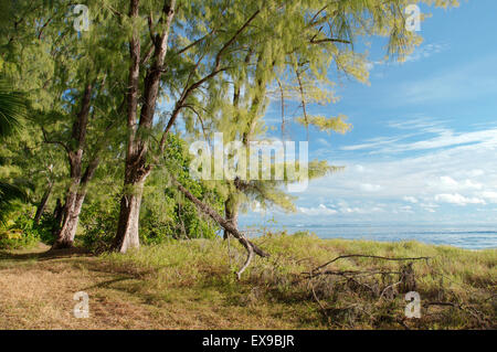 Arbres sur la plage, Denis Island, de l'Océan Indien, les Seychelles Banque D'Images