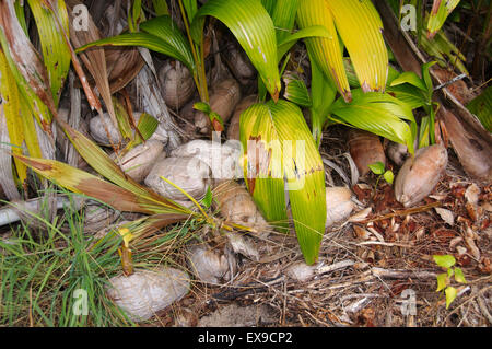 La germination, la noix de coco Petit cocotier (Cocos nucifera), Denis Island, Seychelles Banque D'Images