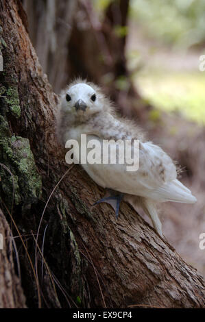 Chick, Fairy Tern blanc oiseau ou saint-esprit oiseau (Gygis alba) bébé, Denis Island, Seychelles Banque D'Images