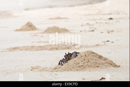 Le crabe fantôme rose (Ocypode ryderi) effacer burrow de sable à marée basse, Denis Island, de l'Océan Indien, les Seychelles Banque D'Images