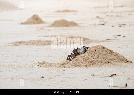 Le crabe fantôme rose (Ocypode ryderi) effacer burrow de sable à marée basse, Denis Island, de l'Océan Indien, les Seychelles Banque D'Images