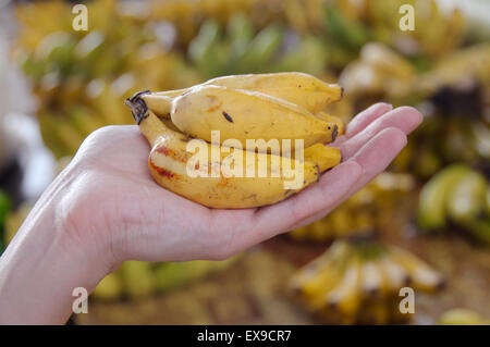Les bananes dans une main féminine, l'île de Mahé, Seychelles Banque D'Images